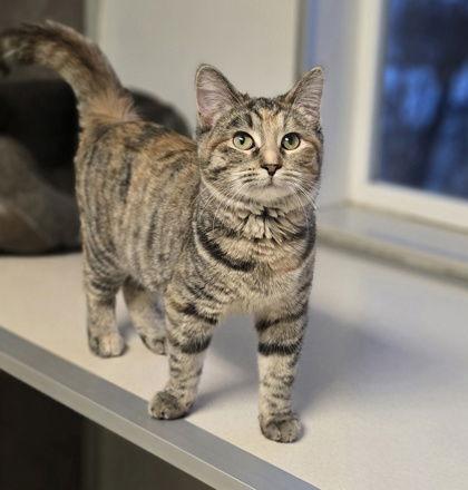 Babs, Adoptable, Young Female Domestic Long Hair.