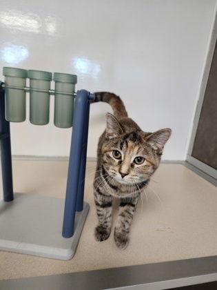 Babs, Adoptable, Young Female Domestic Long Hair.