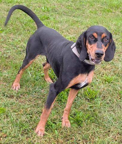 RAZOR, Adoptable, Young Male Black and Tan Coonhound.