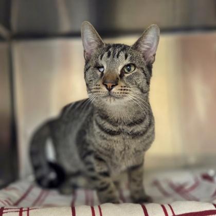 Enlarge Tigger, a Adoptable mixed breed in Westland, MI image 1/3