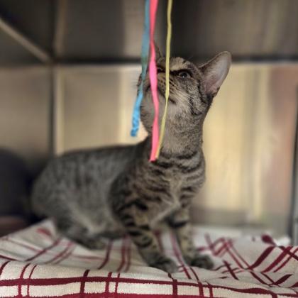 Enlarge Tigger, a Adoptable mixed breed in Westland, MI image 2/3