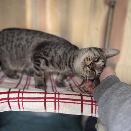 Enlarge Tigger, a Adoptable mixed breed in Westland, MI image 3/3