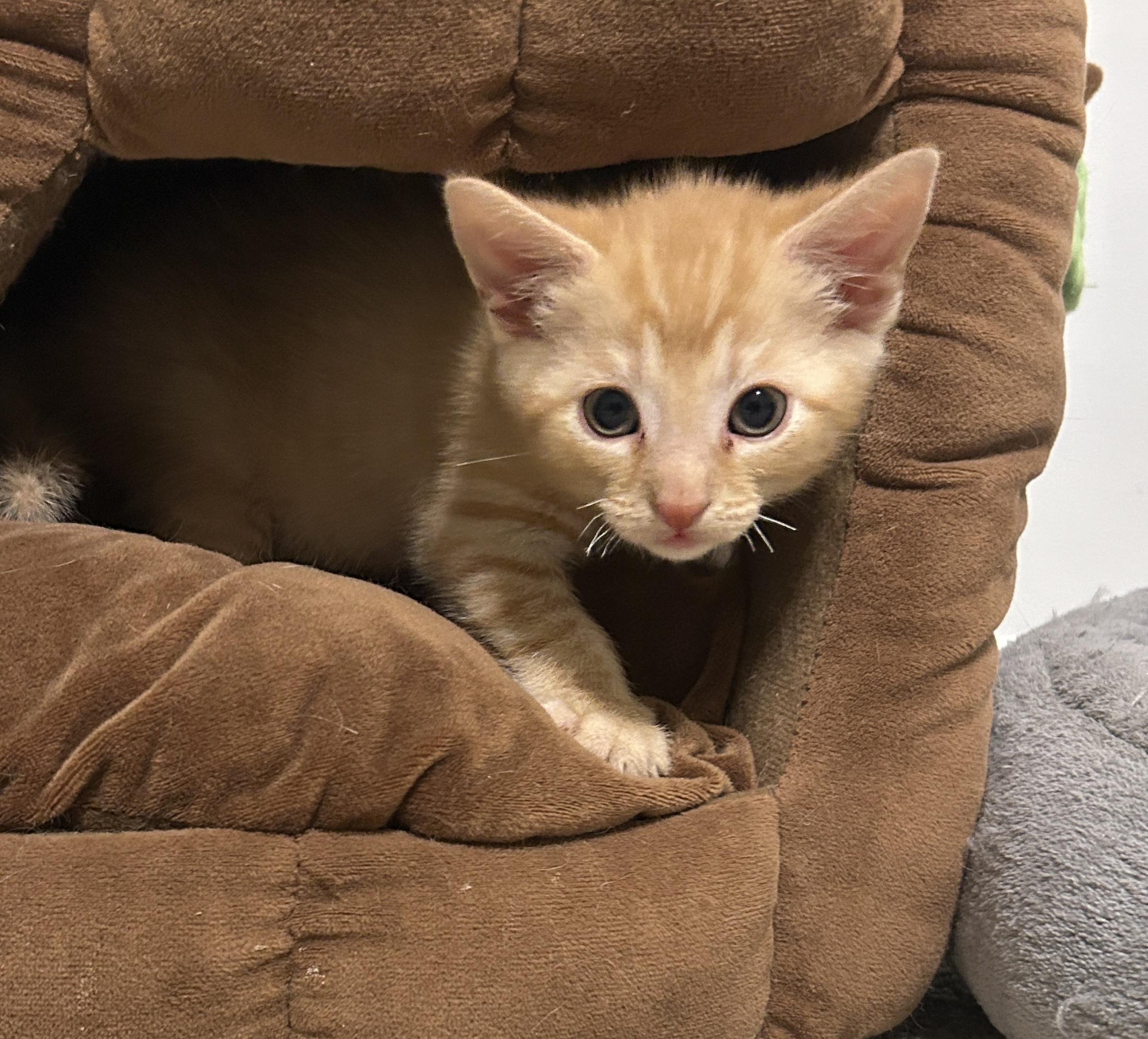 Hyatt, adopted, Kitten Male Domestic Short Hair & Tabby.