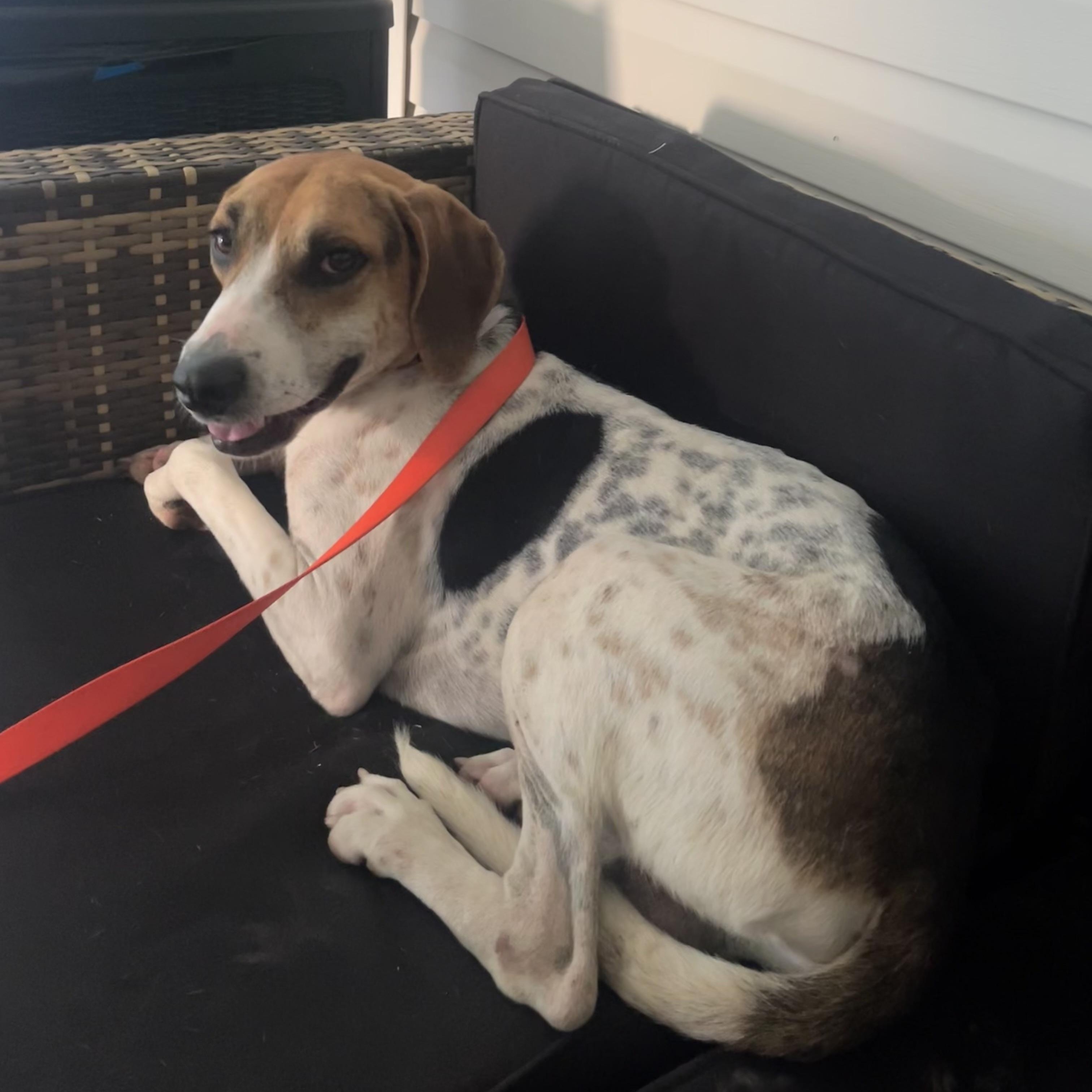 Enlarge Ringo, a Adoptable mixed breed in Hammond, LA image 2/3