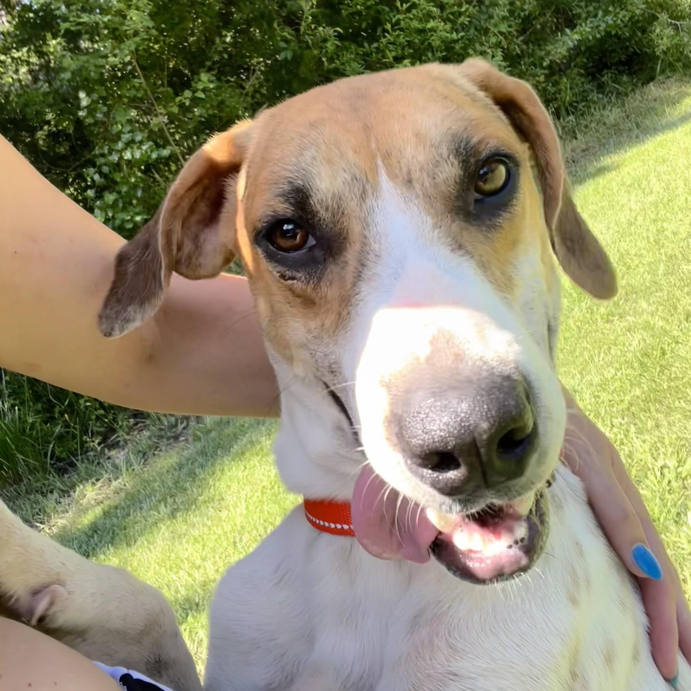 Enlarge Ringo, a Adoptable mixed breed in Hammond, LA image 1/3