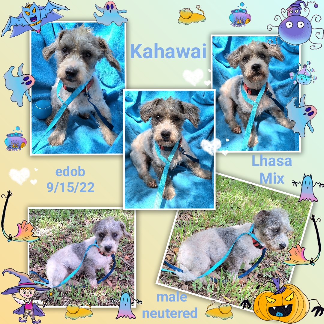 Dog for adoption Kahawai CO13516T, a Lhasa Apso & Miniature Poodle Mix in Fort Collins, CO