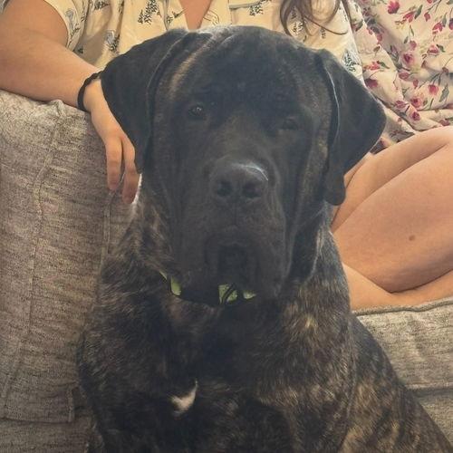 Bruno, Adoptable, Adult Male Mastiff.