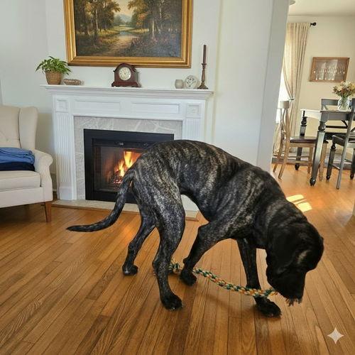 Bruno, a Adoptable Mastiff in Edmond, OK image 3/5