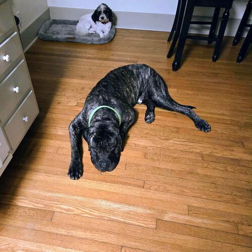 Bruno, a Adoptable Mastiff in Edmond, OK image 4/5