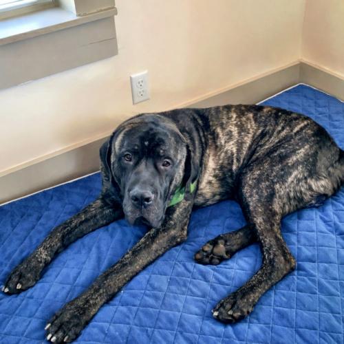 Bruno, a Adoptable Mastiff in Edmond, OK image 5/5