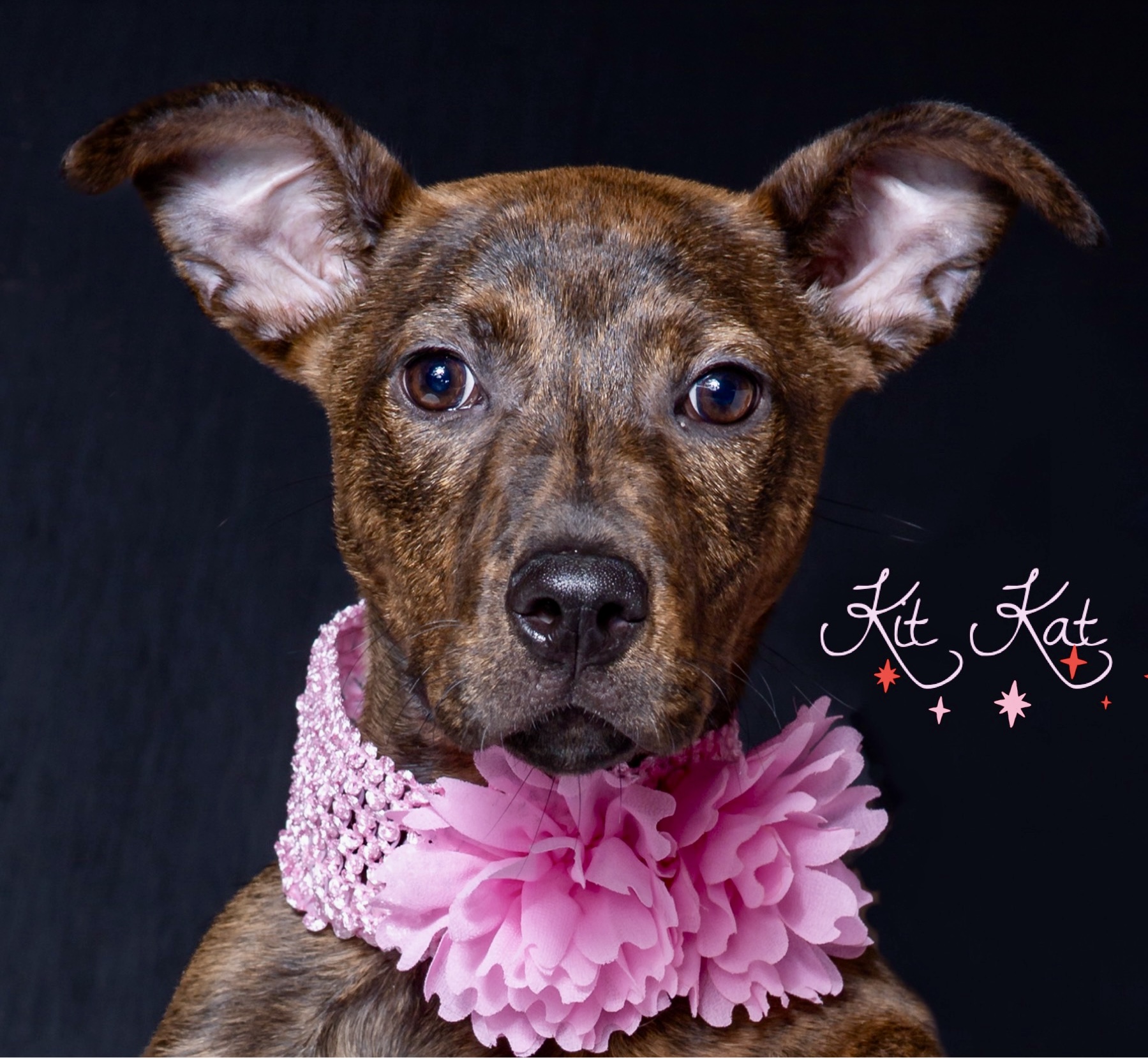 Dog for adoption - Kit Kat, a Terrier & Rottweiler Mix in Hilton Head ...