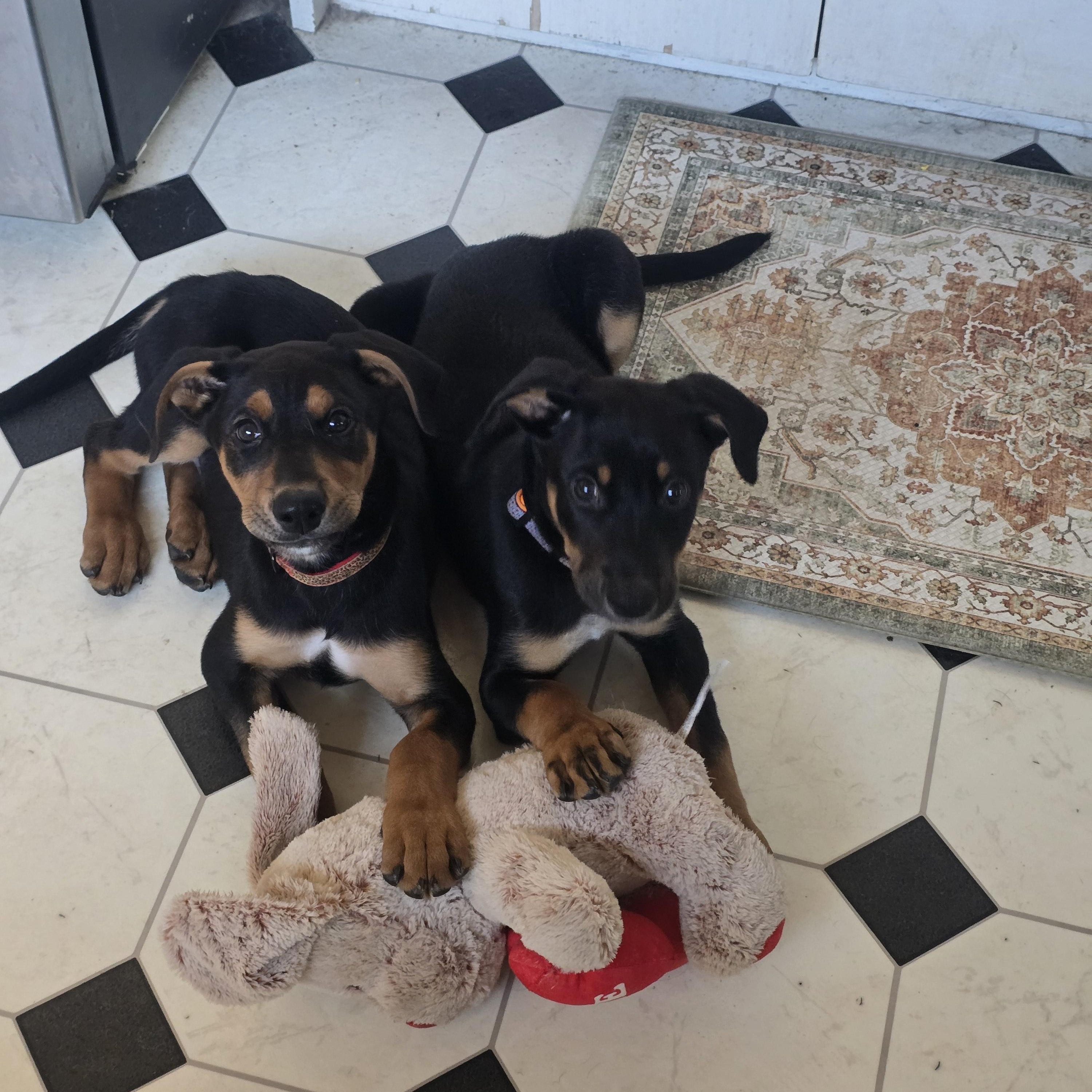 Enlarge Loaf and Prancer, an adopted mixed breed in Santa Barbara, CA image 1/5
