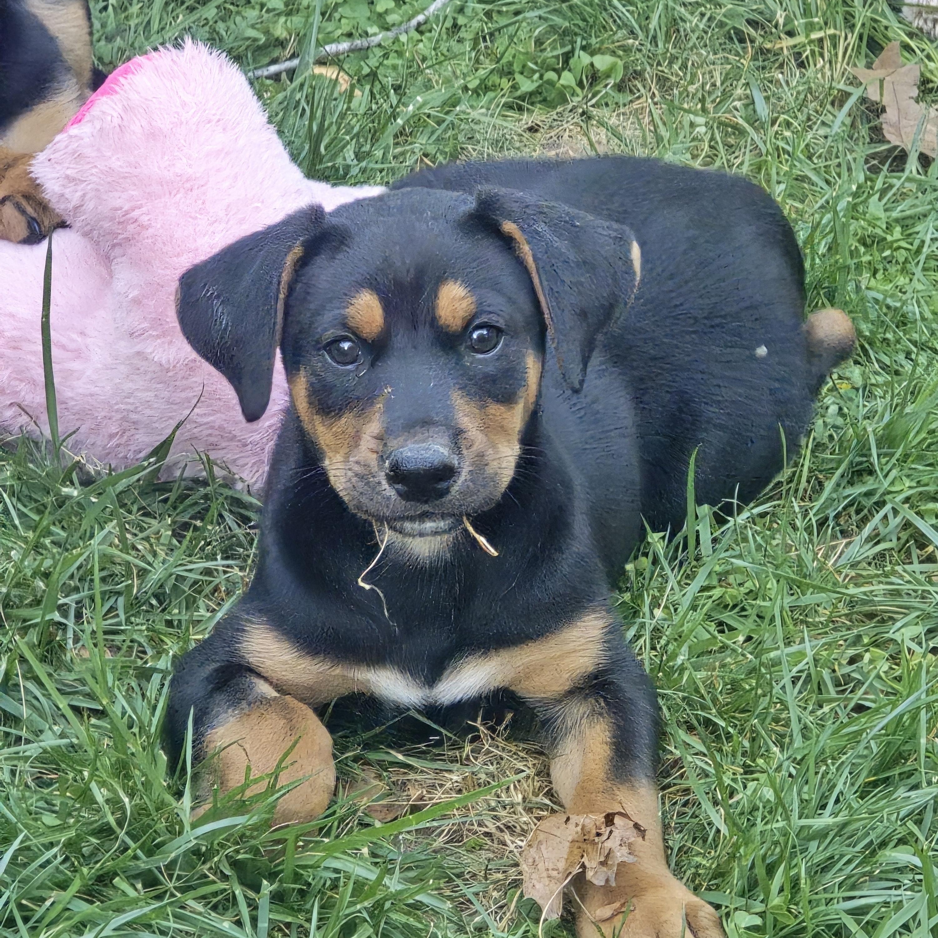 Enlarge Loaf and Prancer, an adopted mixed breed in Santa Barbara, CA image 4/5