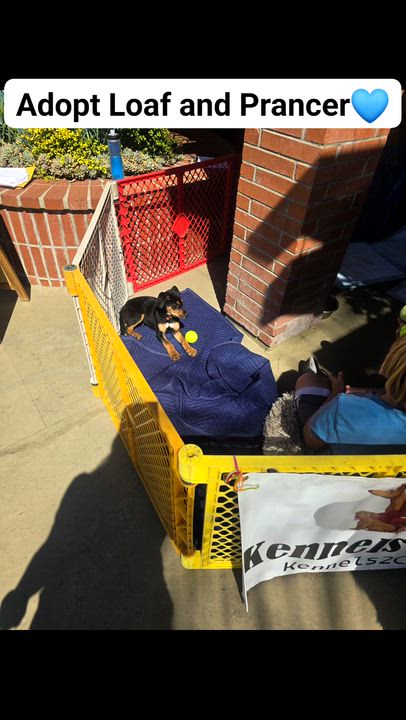 Enlarge Loaf and Prancer, an adopted mixed breed in Santa Barbara, CA video 2/5