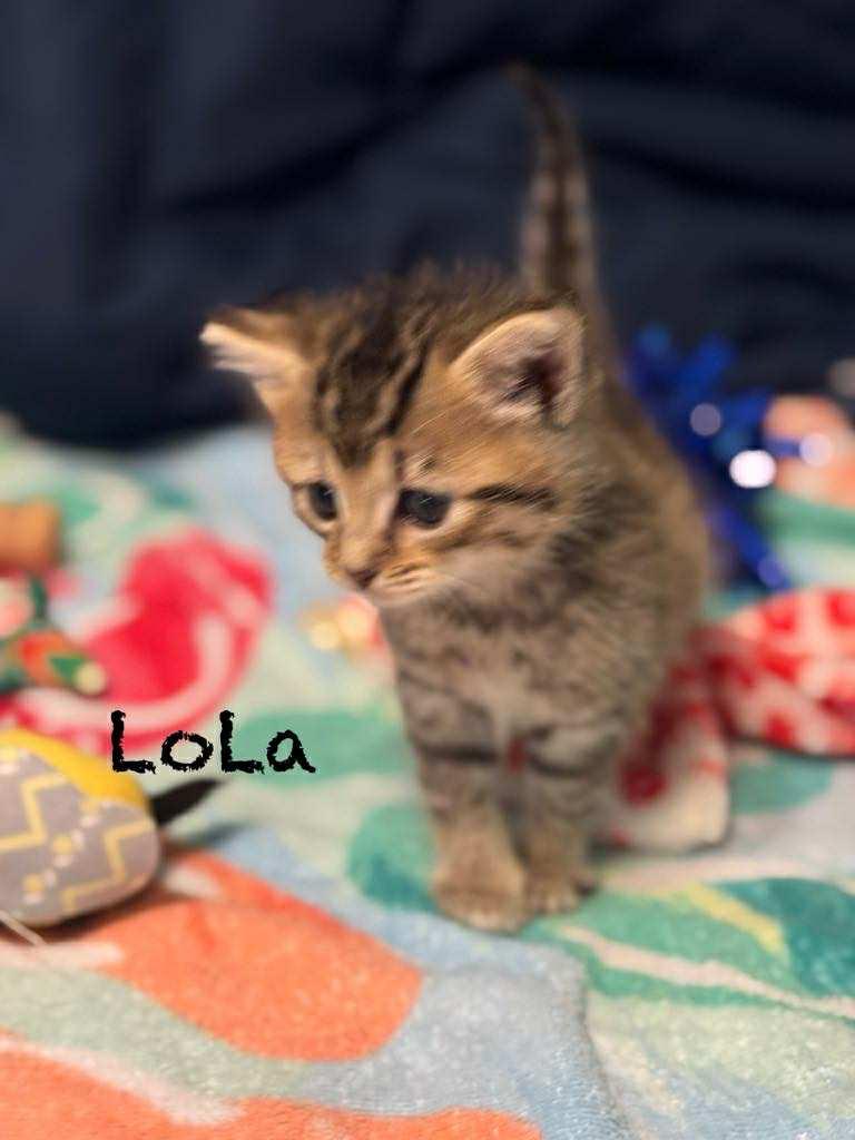Lola