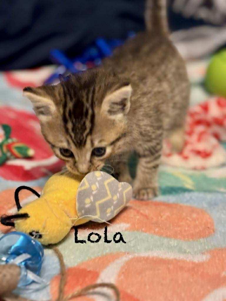 Lola