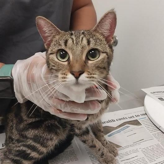 Enlarge Litti, a Adoptable Domestic Short Hair in Jacksonville, FL image 1/1