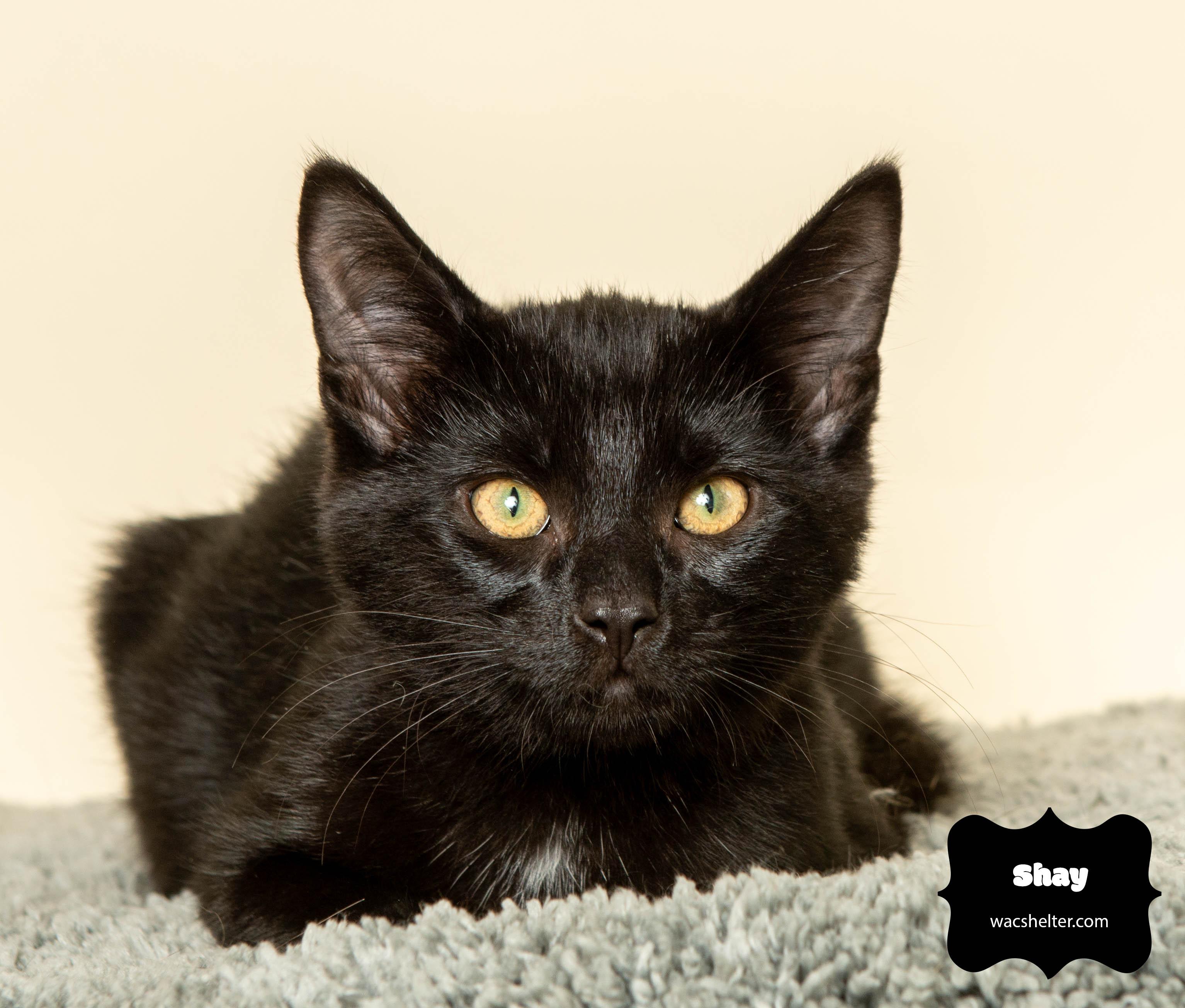 SHAY (loyal sibling), Adoptable, Young Male Domestic Short Hair.
