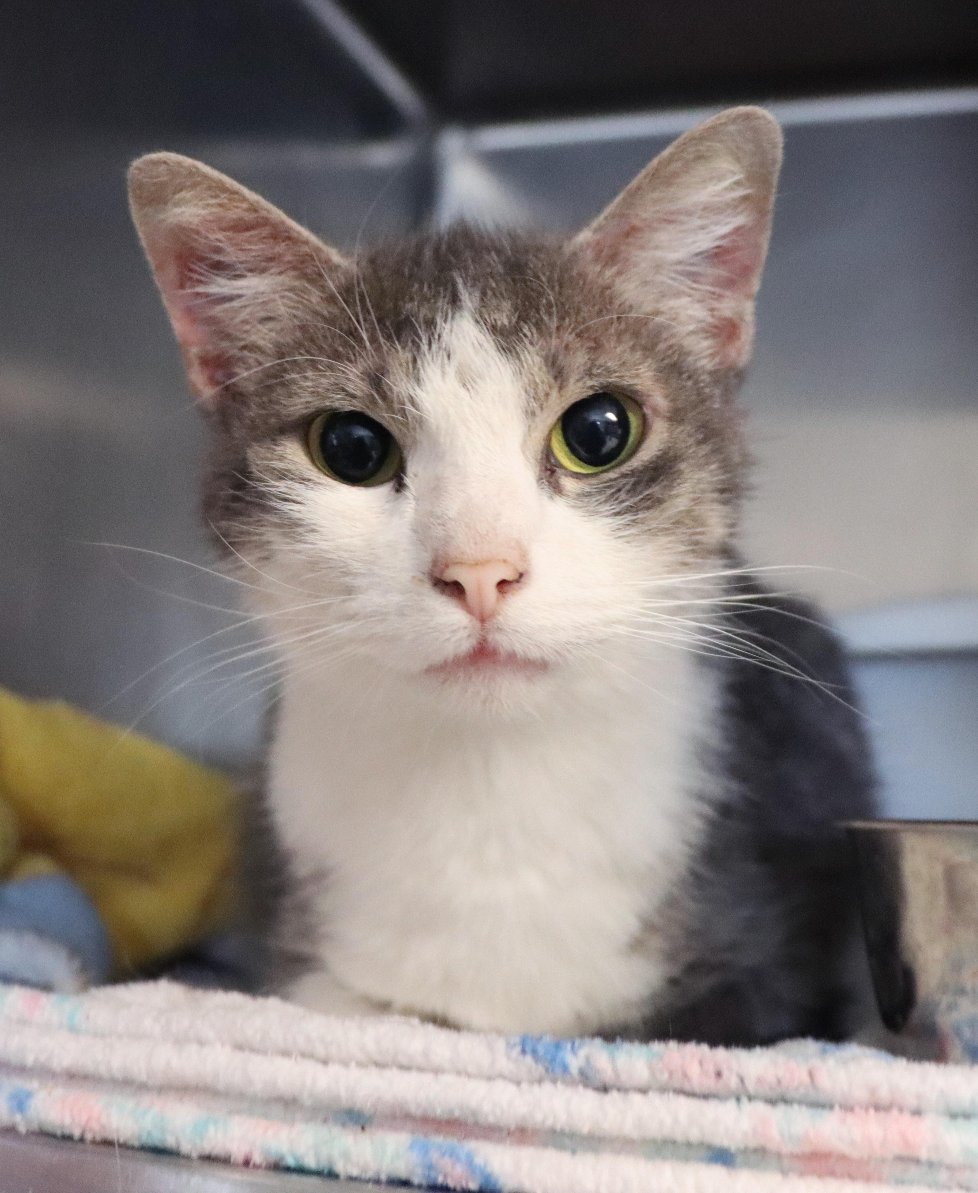 Enlarge Ophelia, a Adoptable Domestic Short Hair in House Springs, MO image 1/1