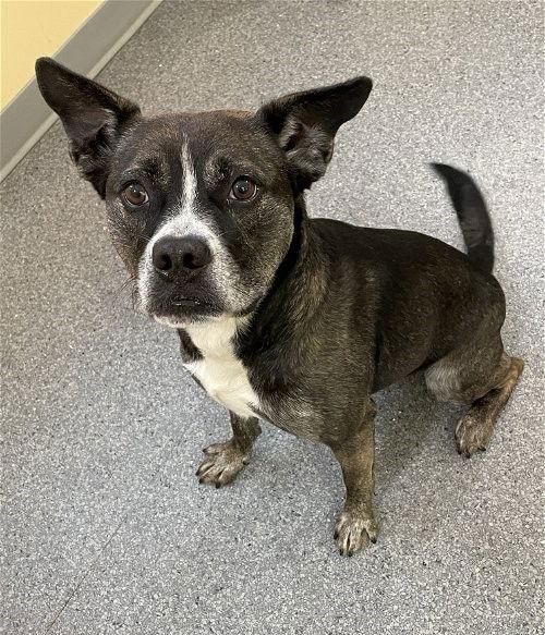 Enlarge Bear, a Adoptable Pit Bull Terrier in Covington, VA image 1/3