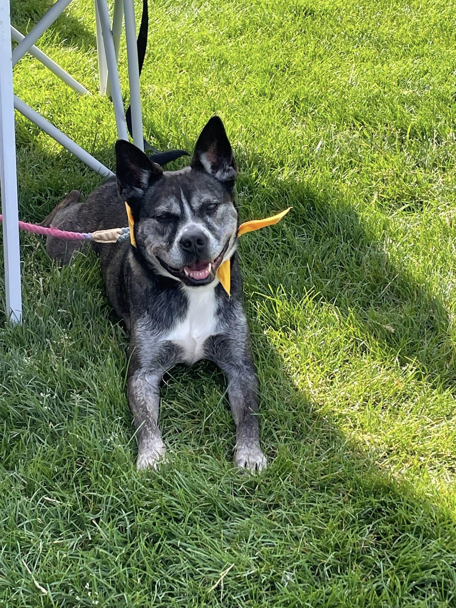 Enlarge Bear, a Adoptable Pit Bull Terrier in Covington, VA image 2/3