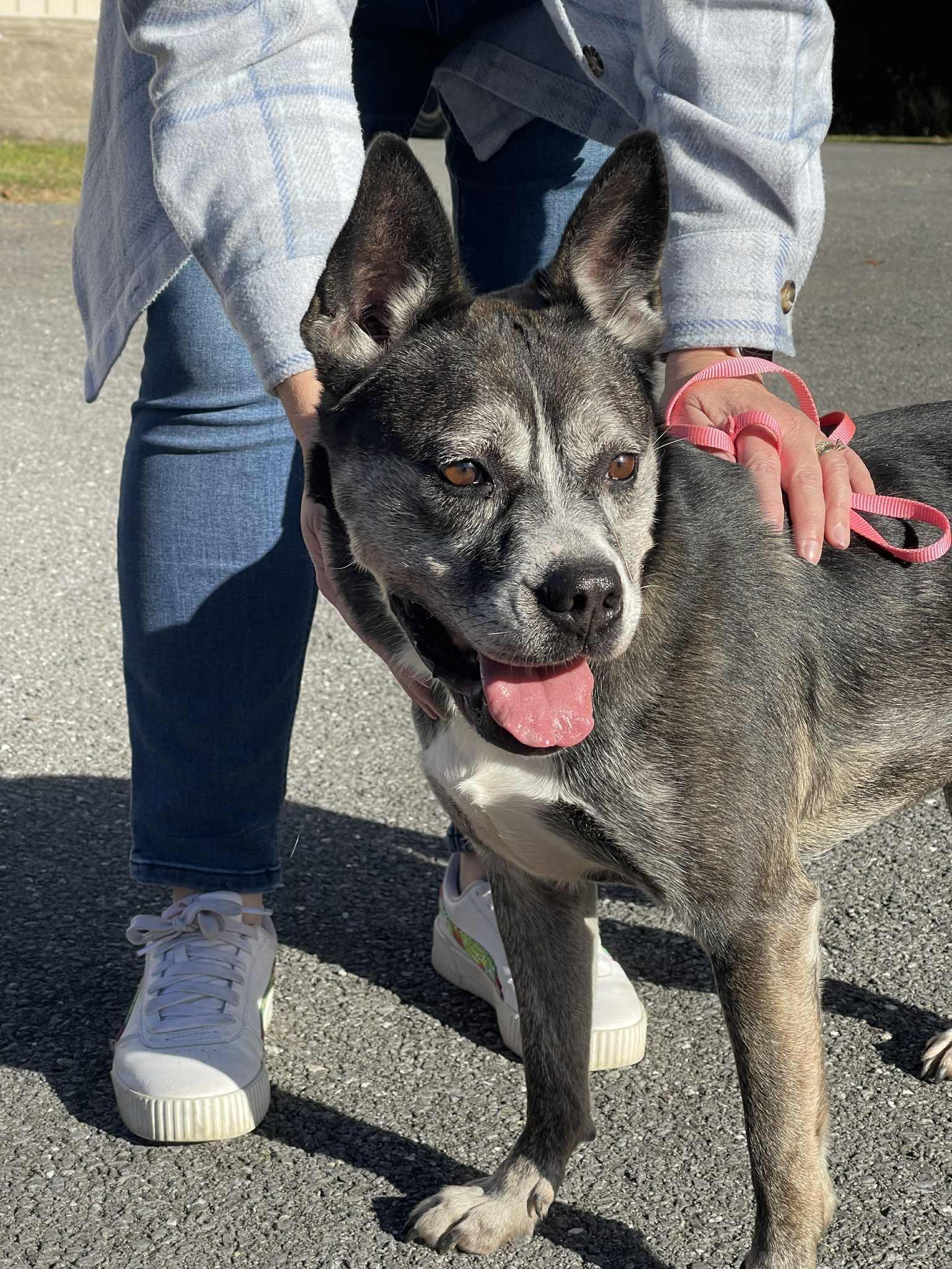 Enlarge Bear, a Adoptable Pit Bull Terrier in Covington, VA image 3/3