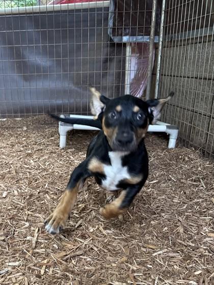 Buckaroo, Adoptable, Puppy Male Hound & Mixed Breed.