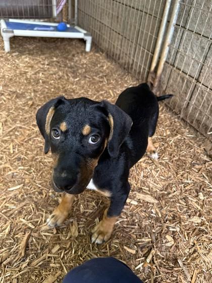 Buckaroo, a Adoptable mixed breed in Cumming, GA image 2/3