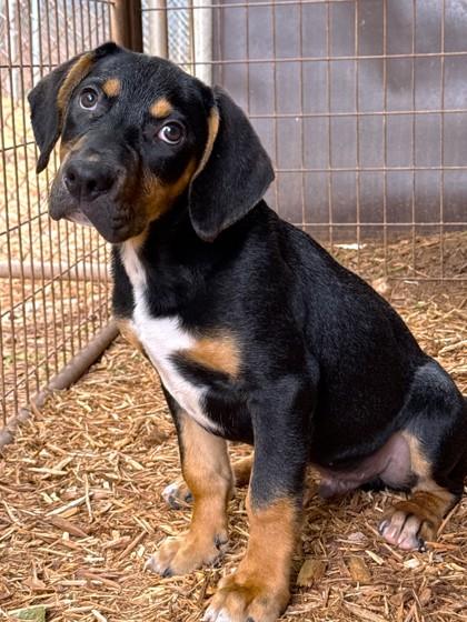 Buckaroo, a Adoptable mixed breed in Cumming, GA image 3/3