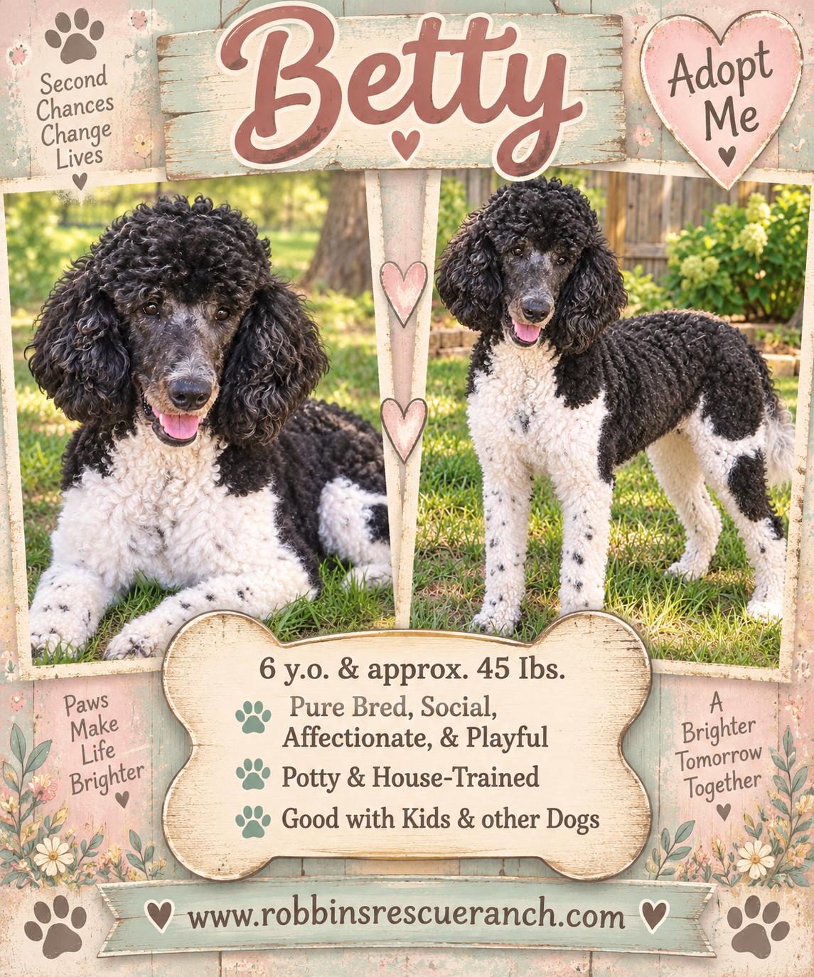Enlarge Betty, a Adopted Standard Poodle in West Islip, NY image 1/3
