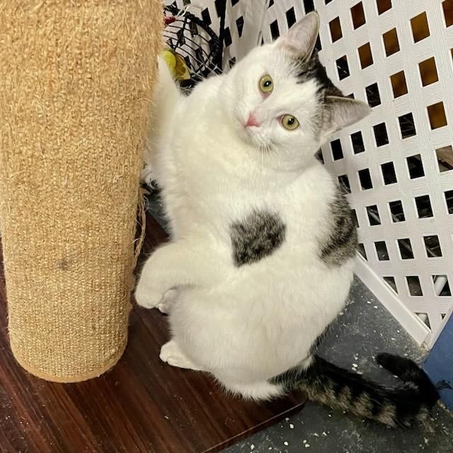 Sheldon, a Adoptable mixed breed in Benson, MN image 2/3