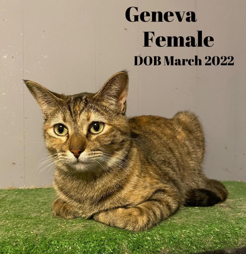 Geneva photo 2
