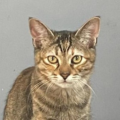 Enlarge Geneva, a Adoptable mixed breed in Las Cruces, NM image 1/7