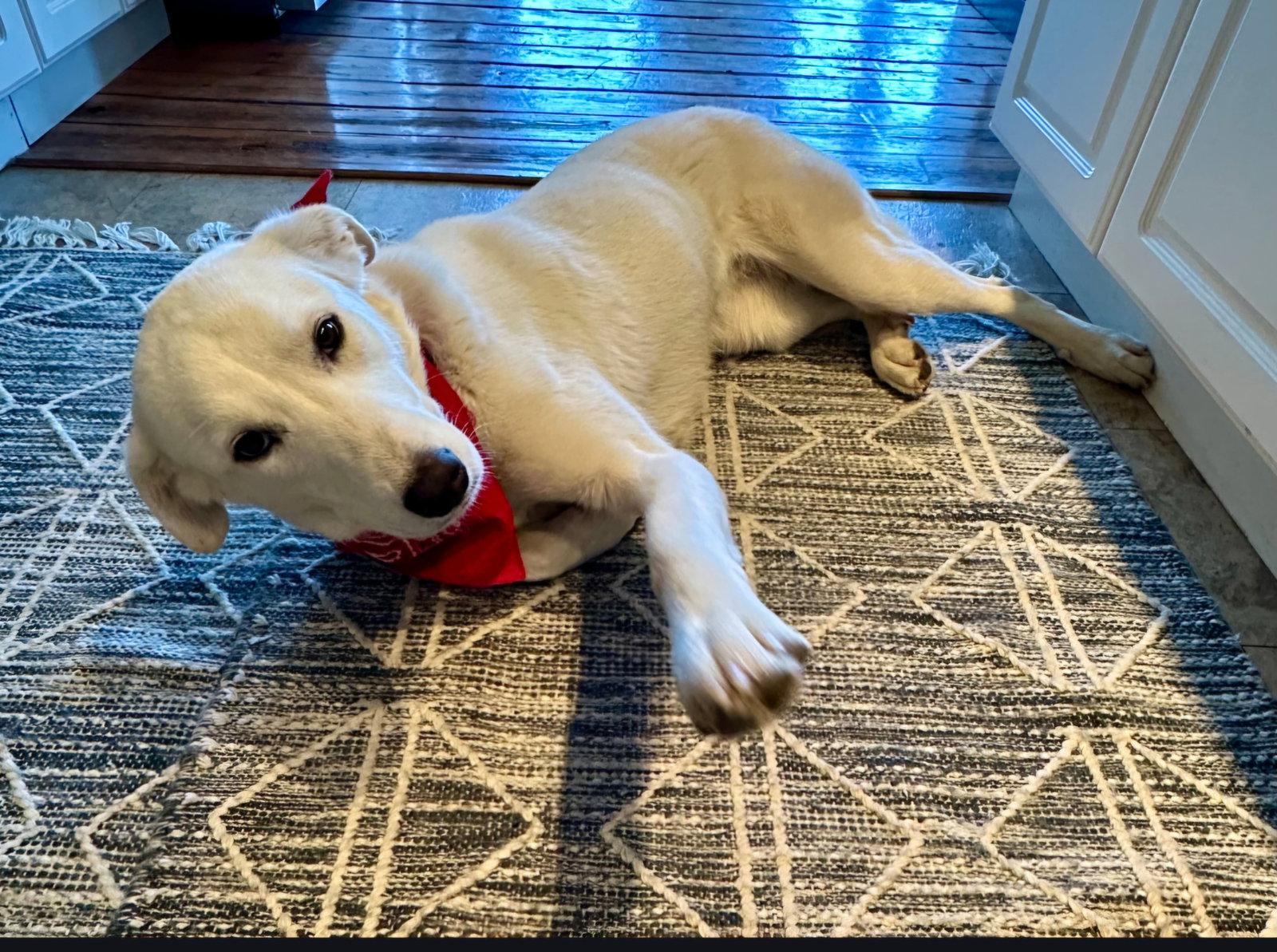 Enlarge Buffy, a Adoptable Great Pyrenees in Croydon, NH image 2/3