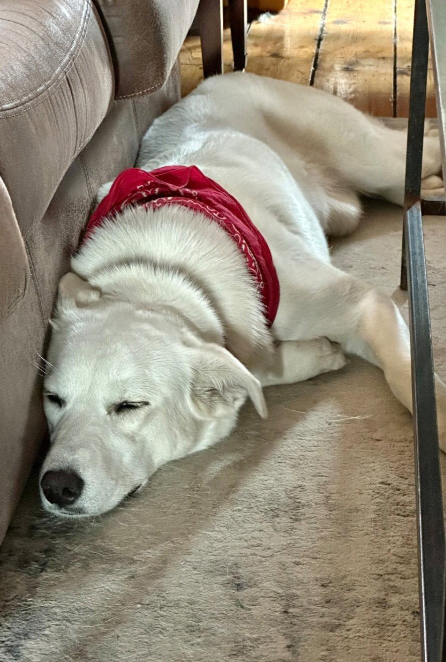 Enlarge Buffy, a Adoptable Great Pyrenees in Croydon, NH image 3/3