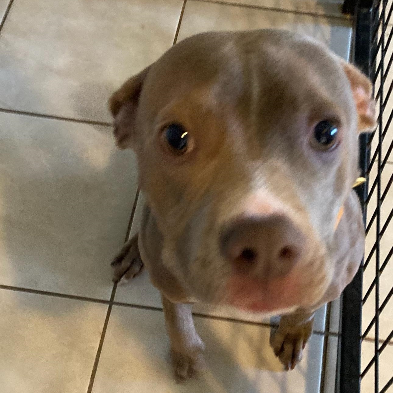 Lucy, an adopted Pit Bull Terrier in Traverse City, MI_image-1