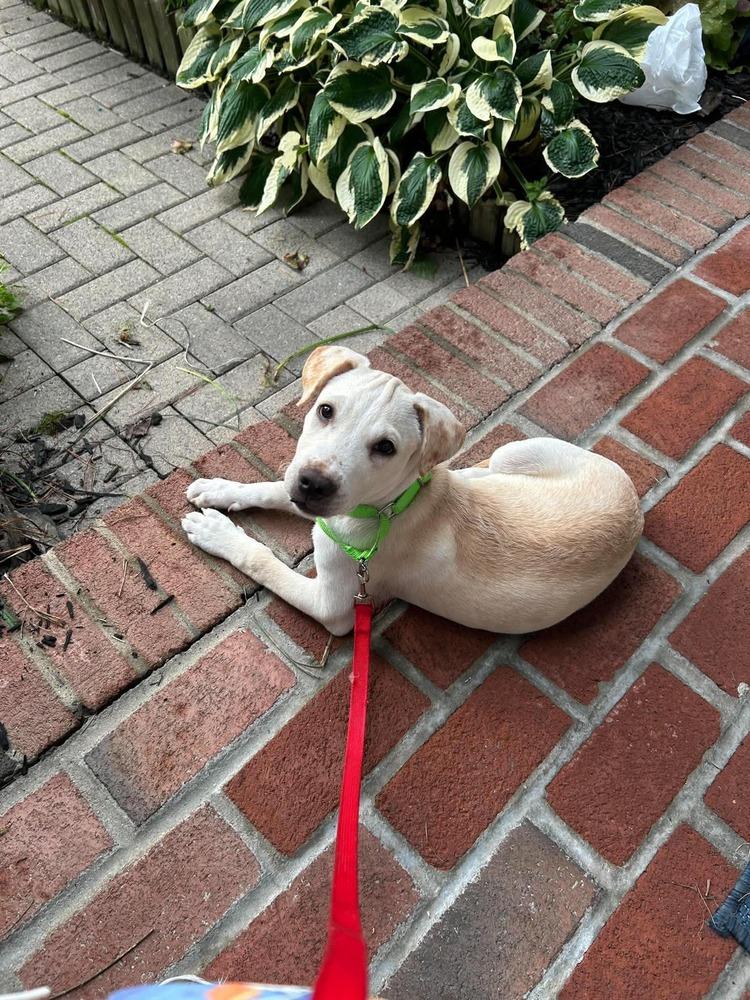 Luigi, Adoptable, Puppy Male Retriever.