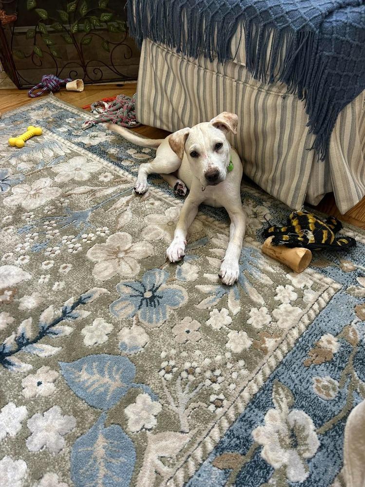 Enlarge Luigi, a Adoptable mixed breed in Valley Stream, NY image 2/6