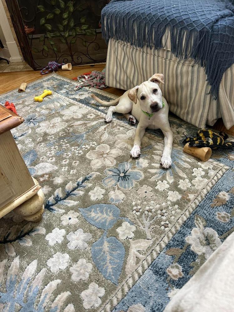 Enlarge Luigi, a Adoptable mixed breed in Valley Stream, NY image 4/6