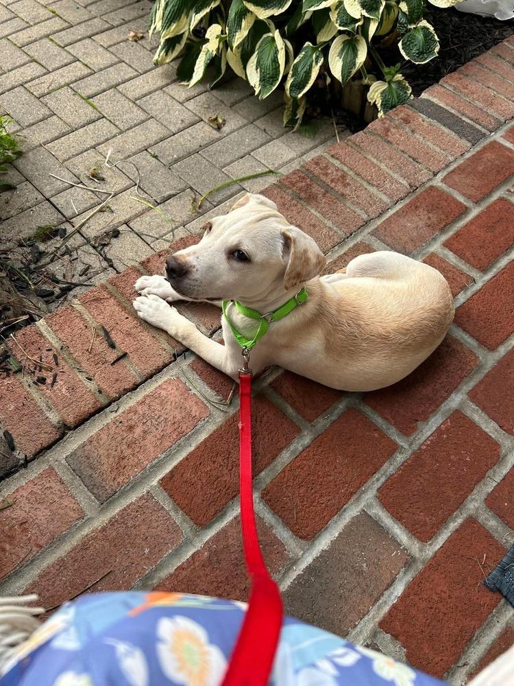 Enlarge Luigi, a Adoptable mixed breed in Valley Stream, NY image 6/6