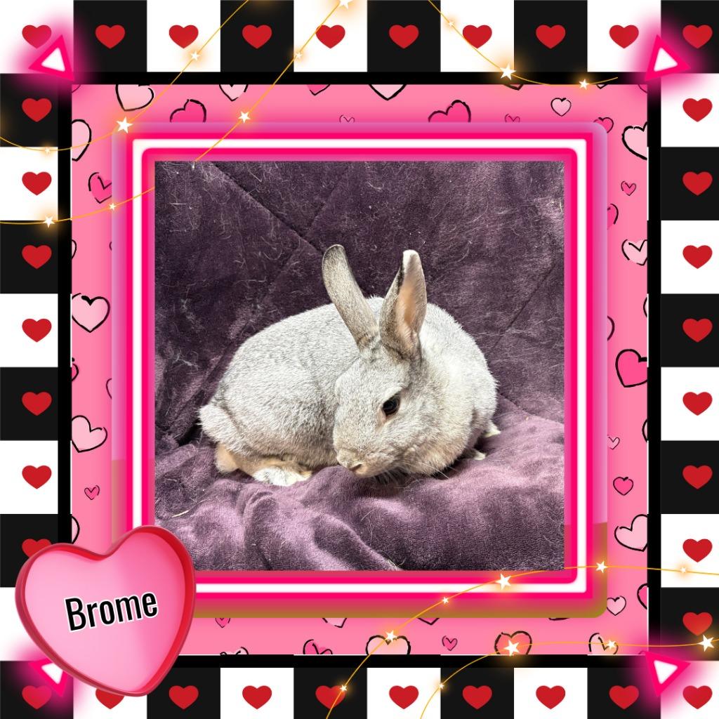 Enlarge Brome, a Adopted Bunny Rabbit in Elizabethtown, KY image 1/2