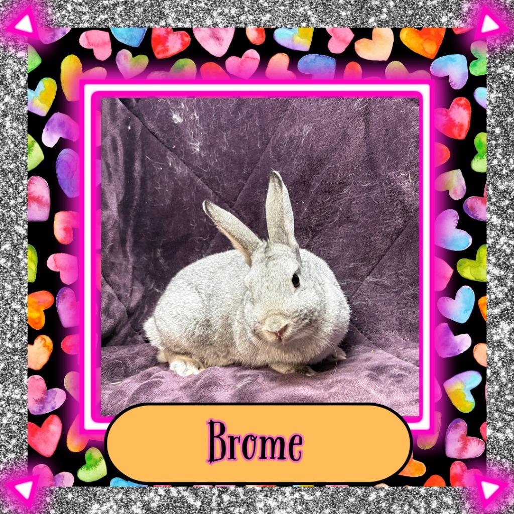 Enlarge Brome, a Adopted Bunny Rabbit in Elizabethtown, KY image 2/2
