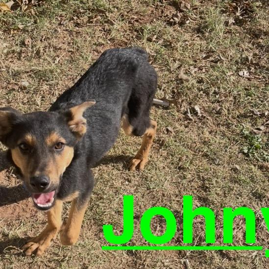 Johnny, Adoptable, Young Male Cattle Dog.