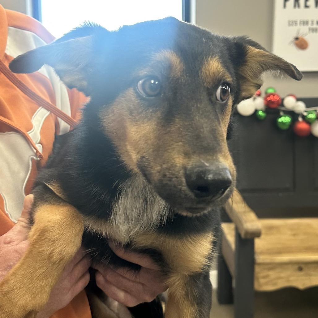 Enlarge Johnny, a Adoptable Cattle Dog in Midland, TX image 1/1