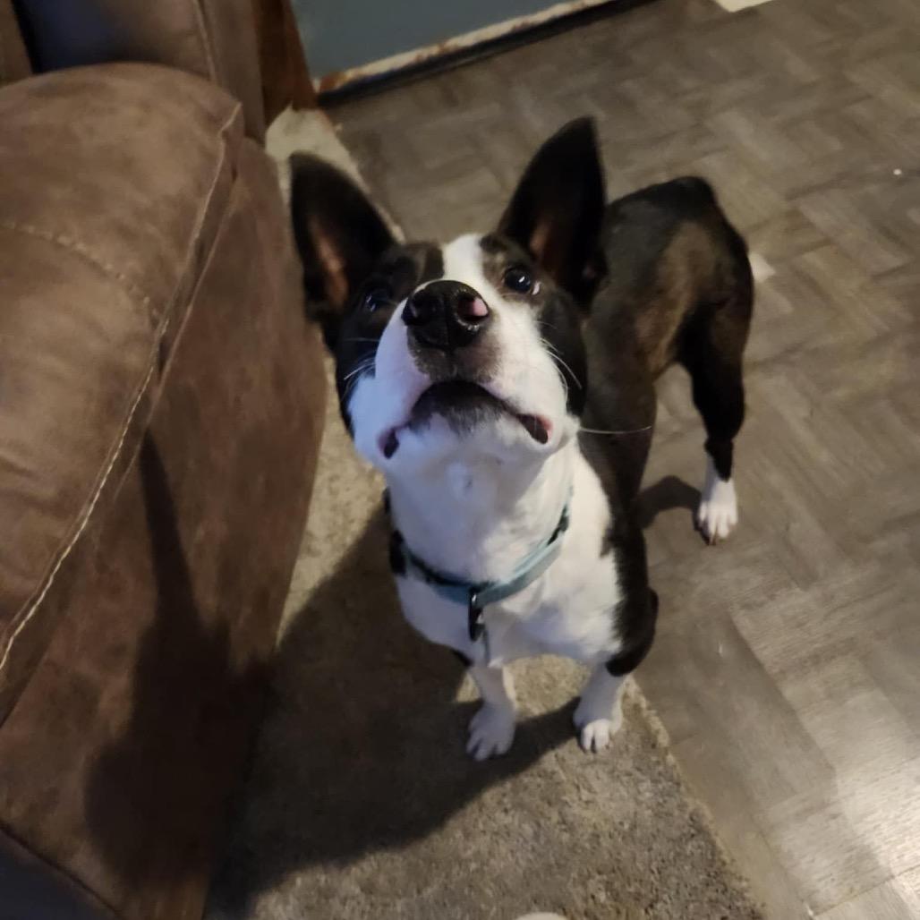 Cheerio, a Adoptable Mixed Breed in Sioux Falls, SD image 1/6