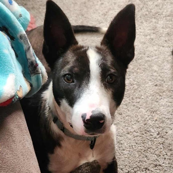 Cheerio, a Adoptable Mixed Breed in Sioux Falls, SD image 5/6