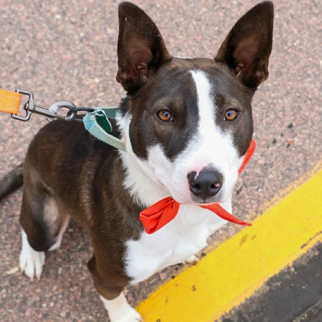 Cheerio, a Adoptable Mixed Breed in Sioux Falls, SD image 2/6