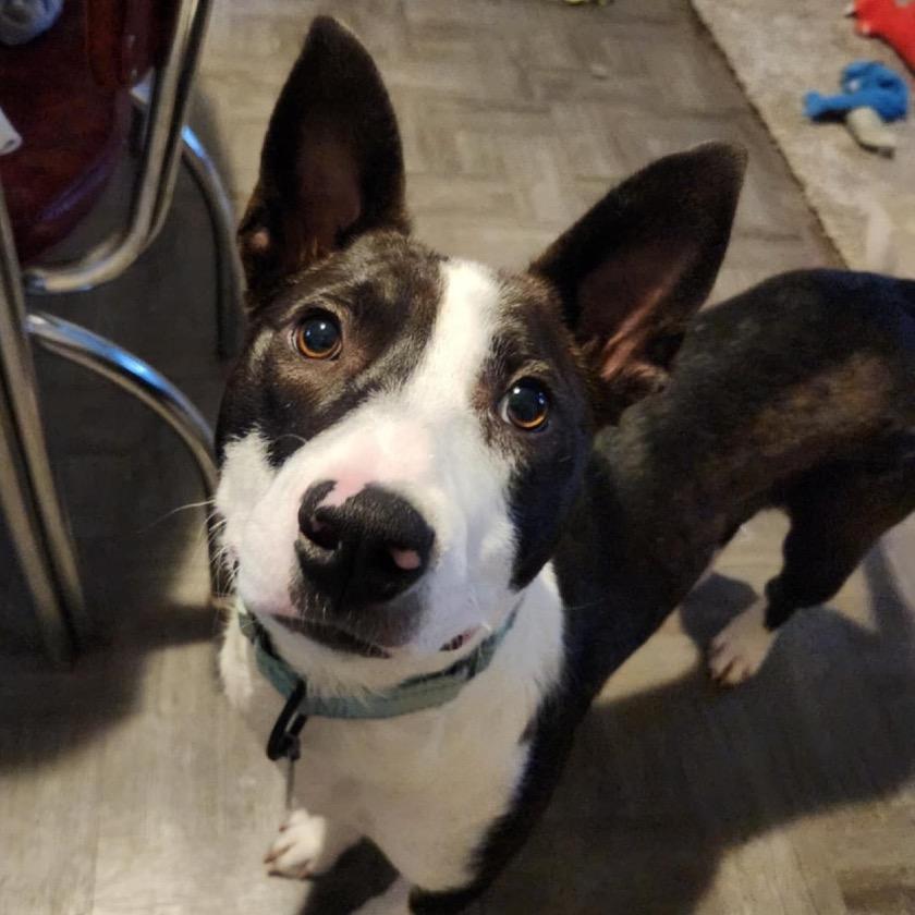 Cheerio, a Adoptable Mixed Breed in Sioux Falls, SD image 6/6