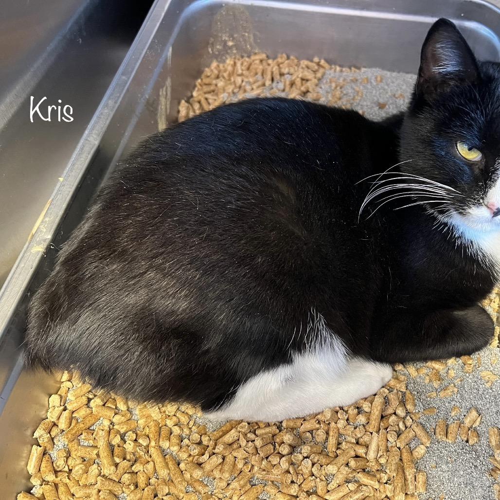 Kris, a Adoptable mixed breed in Phoenix, AZ image 2/6