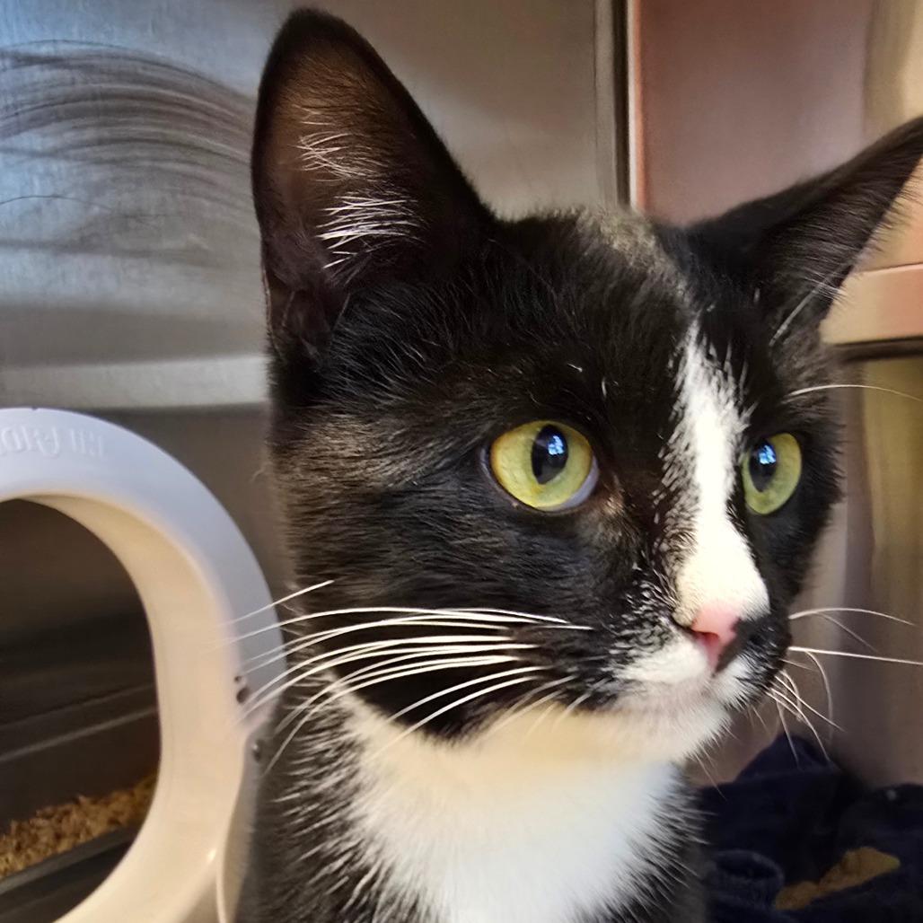 Kris, a Adoptable mixed breed in Phoenix, AZ image 3/6